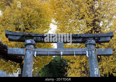 Alberi gialli e porta torii di ingresso del Santuario di Yasaka Jinja a Beppu. Preso nel dicembre 2019. Foto Stock