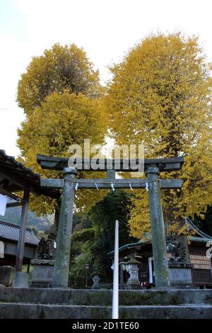 Scale, alberi gialli, e l'ingresso del Santuario di Yasaka Jinja a Beppu, Oita. Preso nel dicembre 2019. Foto Stock