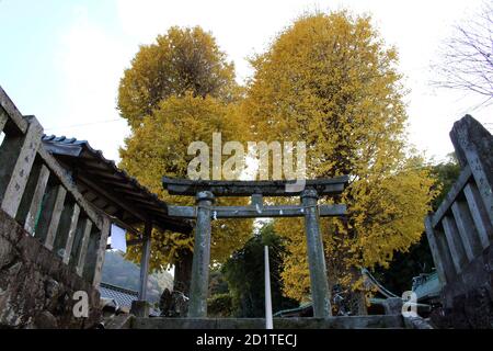 Scale, alberi gialli, e l'ingresso del Santuario di Yasaka Jinja a Beppu, Oita. Preso nel dicembre 2019. Foto Stock