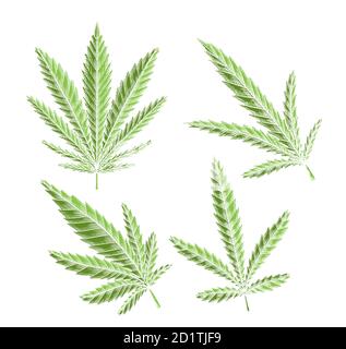 Set di foglie verdi di marijuana con cova. L'oggetto è separato dallo sfondo. Elemento di incisione vettoriale per menu, articoli, ca Illustrazione Vettoriale