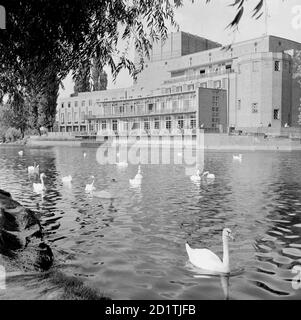 SHAKESPEARE ROYAL THEATRE, Stratford Upon Avon, Warwickshire. Una vista del Teatro reale di Shakespeare a Stratford-upon-Avon che guarda attraverso il fiume, con i cigni in primo piano. Fu progettato da Elizabeth Scott e completato nel 1932. Fotografato da Eric de Mare tra il 1945 e il 1980. Foto Stock