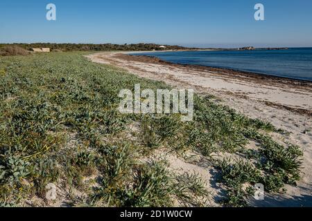 La vegetazione delle dune, la spiaggia di es Caragol, il comune di Santanyi, Maiorca, Isole Baleari, Spagna Foto Stock