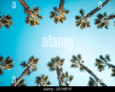 Cornice Palms in tinte vintage retrò con spazio per la copia al centro. Bellissimo modello di palme sulla strada con incredibile cielo blu. Vista dal basso verso l'alto Foto Stock