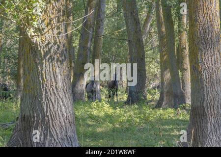 Hutsul Horses rilasciato Rewilding Europe / Rewilding Ucraina su TATARU Island - Parco paesaggistico Regionale 'Izmail Islands', Ucraina Foto Stock