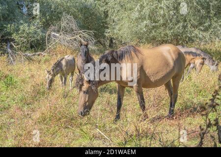 Hutsul Horses rilasciato Rewilding Europe / Rewilding Ucraina su TATARU Island - Parco paesaggistico Regionale 'Izmail Islands', Ucraina Foto Stock