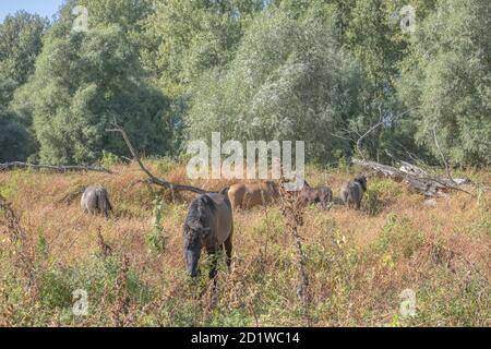 Hutsul Horses rilasciato Rewilding Europe / Rewilding Ucraina su TATARU Island - Parco paesaggistico Regionale 'Izmail Islands', Ucraina Foto Stock