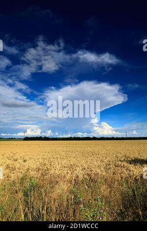 Cumulonimbus Storm nuvole sui campi di Fenland, vicino alla città di Wisbech, Cambridgeshire, Inghilterra, Regno Unito Foto Stock