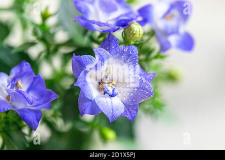 Campanula, patula di fiori di palma, fiori. Concetto floreale estivo. Foto Stock