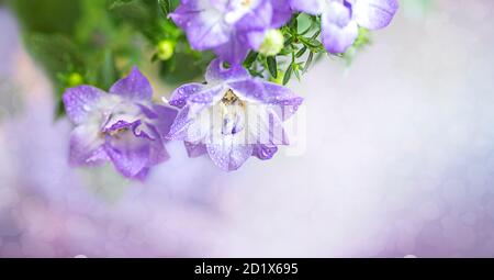 Campanula, patula di fiori di palma, fiori. Concetto floreale estivo. Banner. Foto Stock