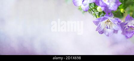 Campanula, patula di fiori di palma, fiori. Concetto floreale estivo. Banner. Foto Stock