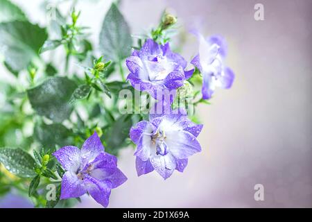 Campanula, patula di fiori di palma, fiori. Concetto floreale estivo. Foto Stock