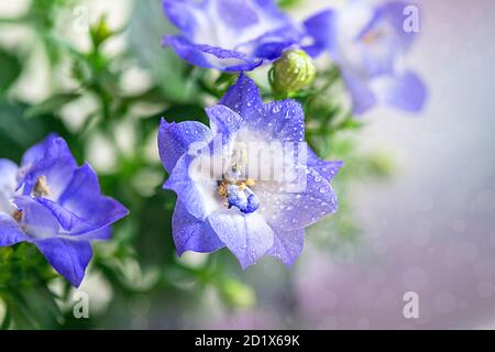 Campanula, patula di fiori di palma, fiori. Concetto floreale estivo. Foto Stock