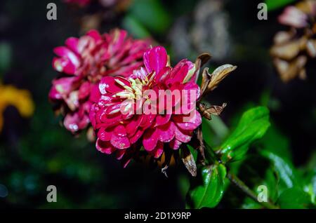 Gerani in fiore nel giardino estivo di notte.sfondo floreale, fuoco selettivo Foto Stock