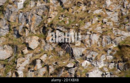 Aquila di mare in Norvegia Røst Isola Foto Stock