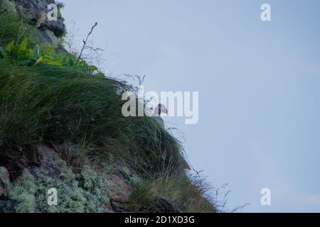 Puffin in Norvegia Røst Isola, Norvegia Foto Stock