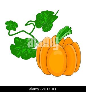 Zucca isolato su sfondo bianco.zucca d'autunno, cibo vegetale organico.zucca con foglie per giorno di ringraziamento, Halloween o gourd Holiday.Vector Illustrazione Vettoriale