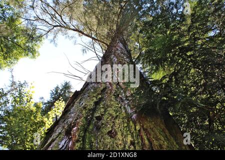 Redwoodtree Foto Stock