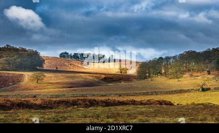 Vista sulla foresta di Charnwood verso il rifugio di caccia Toby Jug in cima. Foto Stock