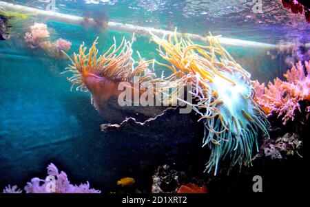 Anemoni nel flusso Foto Stock