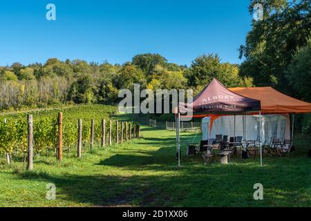 Albury Organic Vineyard, un piccolo vigneto a conduzione familiare nel Surrey Hills AONB e North Downs, Surrey, Regno Unito Foto Stock