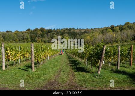 Albury Organic Vineyard, un piccolo vigneto a conduzione familiare nel Surrey Hills AONB e North Downs, Surrey, Regno Unito Foto Stock