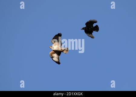 Crow attacca Buzzard Foto Stock