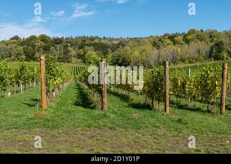 Albury Organic Vineyard, un piccolo vigneto a conduzione familiare nel Surrey Hills AONB e North Downs, Surrey, Regno Unito Foto Stock