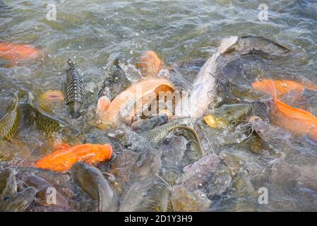 Pesci di acqua dolce fattoria / carpa dorata pesce tilapia o arancione carpa e pesce gatto mangiare dal cibo alimentazione sulla superficie dell'acqua stagni Foto Stock