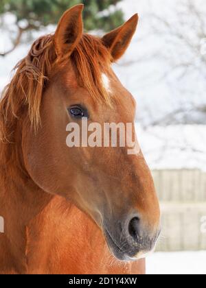 Un colpo di testa di un raro cavallo Suffolk Punch in un paddock innevato. Foto Stock