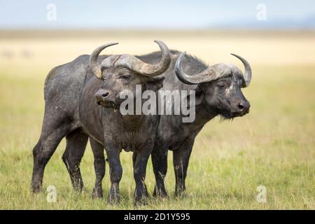 Due tori di bufalo in piedi allerta nell'erba di Masai Pianure Mara in Kenya Foto Stock