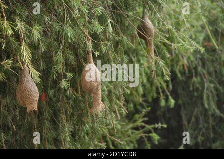 Baya Weaver appeso nidi di uccello su albero. Ploceus philippinus, vista ad angolo basso Foto Stock