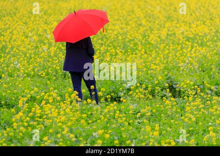 Sythen, NRW, Germania. 06 ottobre 2020. Un camminatore vicino al villaggio di Sythen nella campagna del Munsterland sfida il tempo autunnale piovoso con una passeggiata attraverso un campo giallo luminoso di senape di charlock (Sinapis arvensis), un raccolto di cattura che è cresciuto spesso in autunno e in inverno. Credit: Imageplotter/Alamy Live News Foto Stock