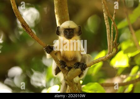 Hanuman Langur, Semnopithecus entellus, Ganeshgudi, Karnataka, India Foto Stock