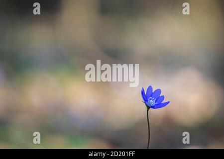 Primavera fiore fiore foresta primo piano in morbido fuoco su sfondo sfocato nella foresta. I primi fiori, chiamati Anemone hepatica, fioriscono all'inizio della primavera. BL Foto Stock