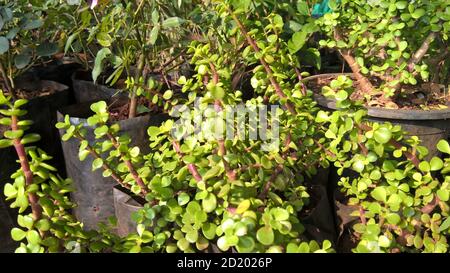 Crassula ovate chiamato anche come pianta di giada o pianta fortunata o albero di soldi Foto Stock