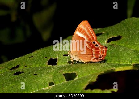 Doppia farfalla Judy a bandelle, Abisara bifasciata, Bondla Wildlife Sanctuary, Goa, India Foto Stock