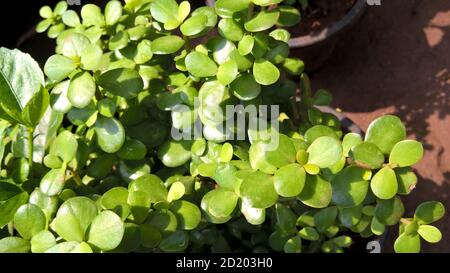 Crassula ovate chiamato anche come pianta di giada o pianta fortunata o albero di soldi Foto Stock