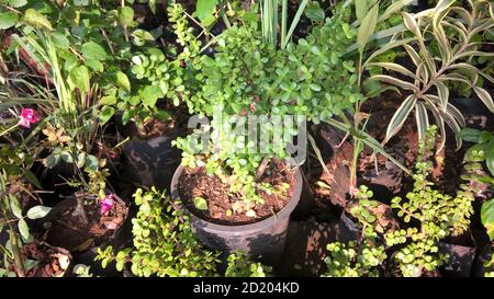 Crassula ovate chiamato anche come pianta di giada o pianta fortunata o albero di soldi Foto Stock