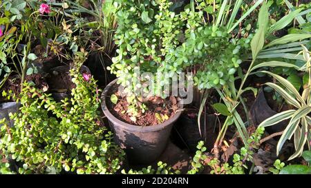 Crassula ovate chiamato anche come pianta di giada o pianta fortunata o albero di soldi Foto Stock