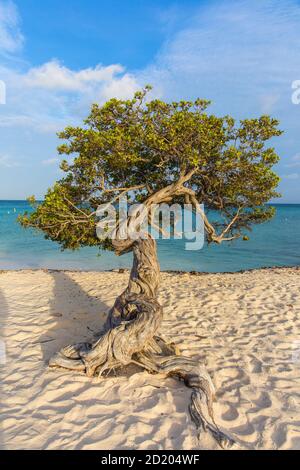 Caraibi, Antille olandesi, Aruba Divi Divi Tree su Eagle Beach Foto Stock