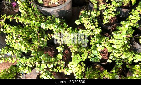 Crassula ovate chiamato anche come pianta di giada o pianta fortunata o albero di soldi Foto Stock