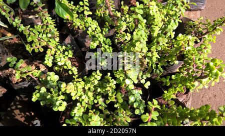 Crassula ovate chiamato anche come pianta di giada o pianta fortunata o albero di soldi Foto Stock