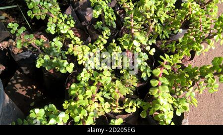 Crassula ovate chiamato anche come pianta di giada o pianta fortunata o albero di soldi Foto Stock