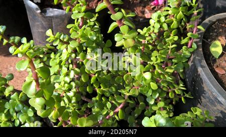 Crassula ovate chiamato anche come pianta di giada o pianta fortunata o albero di soldi Foto Stock