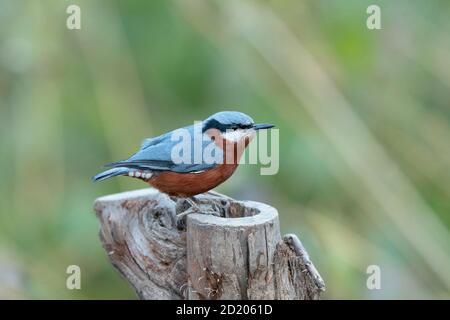 Nuthatch, Sitta cinnamoventris, Sattal, Nainital, Uttarakhand, India Foto Stock