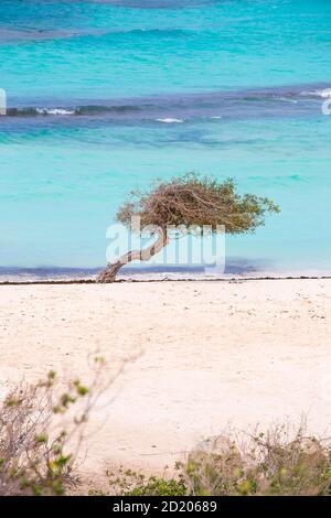 Caraibi, Antille olandesi, Aruba, baby beach Foto Stock