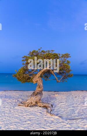 Caraibi, Antille olandesi, Aruba Divi Divi Tree su Eagle Beach Foto Stock