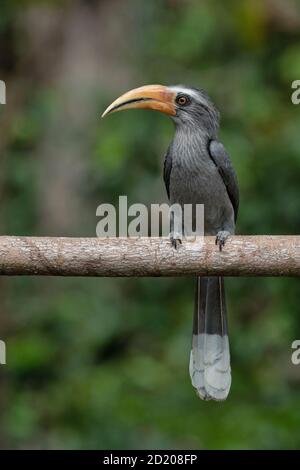 Malabar Grey Hornbill, Ociceros griseus, Salim Ali Bird Sanctuary, Thattekad, Kerala, India Foto Stock