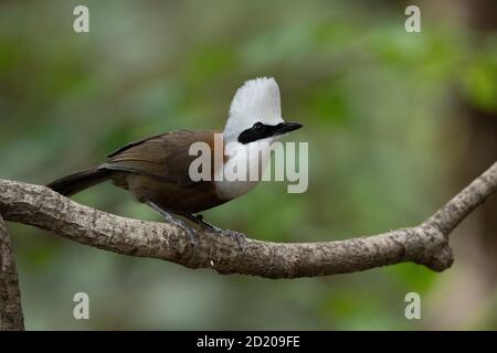 White Creed Raughthrush, Garrulax leulophus, Sattal, Nainital Uttarakhand, India Foto Stock