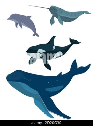 Insieme vettoriale di animali marini. Balena, delfino, narwhal e balena killer in stile cartone animato isolato su sfondo bianco. Illustrazione Vettoriale